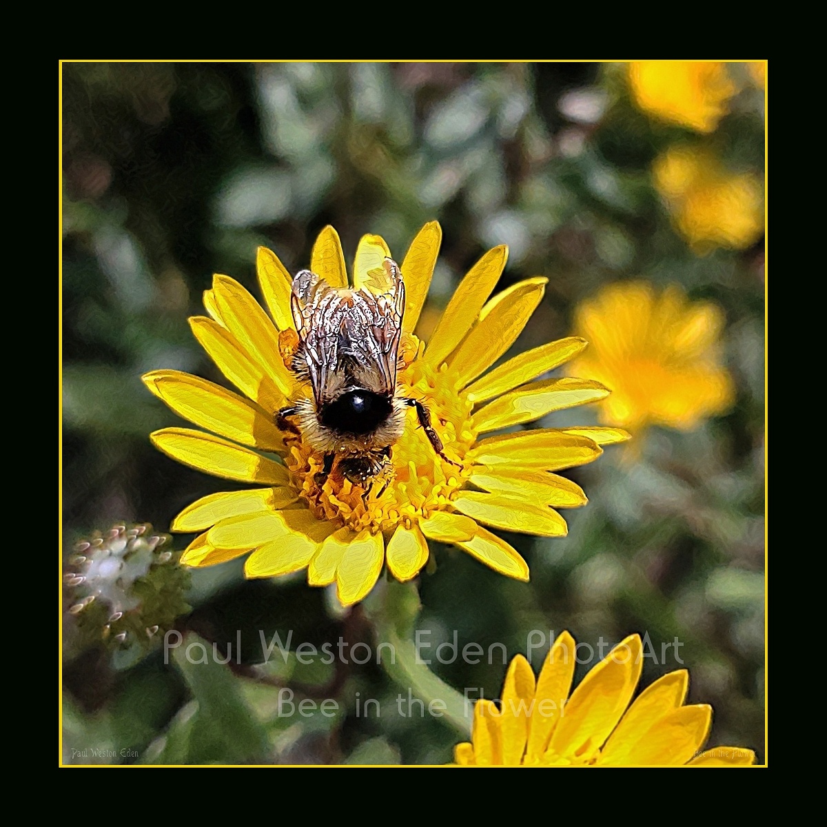 Weston's PhotoArt - Bee in the Flower